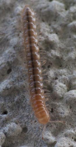 Oxidus gracilis